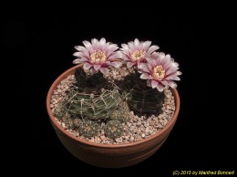 Gymnocalycium capillaense 58